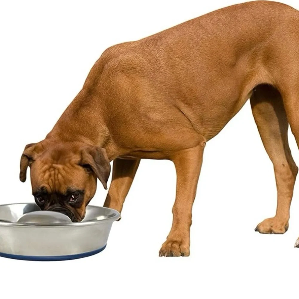 Stainless Steel Anti-Spill Pet Bowl